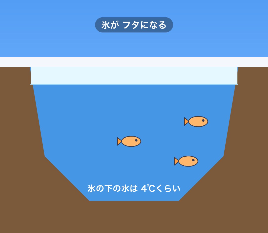 湖の断面。氷が上でフタになり、その下で魚が泳いでいる図